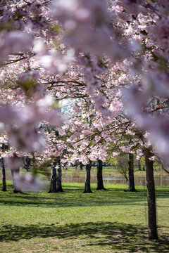 A pink sakura tree in a park in green grass