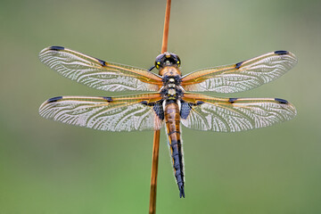 Four Spotted Chaser Dragonfly (Libellula quadrimaculata) sparkling in the early morning light - 511672517