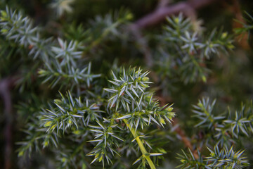 A juniper twigs close up on against background. Beautiful branches from a coniferous bush.