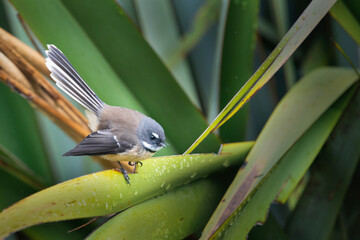 Fantail bird perched on native New Zealand Flax.