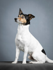 Jack russell terrier sitting in a photography studio