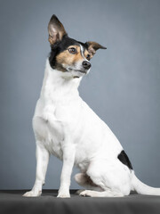 Jack russell terrier sitting in a photography studio