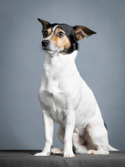 Jack russell terrier sitting in a photography studio