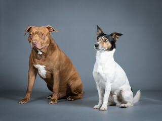 Jack russell terrier and pitbull sitting in a photography studio