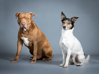 Jack russell terrier and pitbull sitting in a photography studio