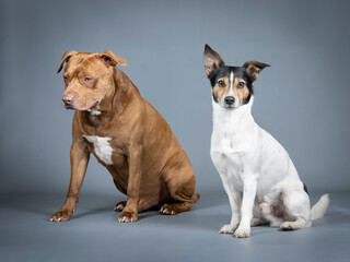 Jack russell terrier and pitbull sitting in a photography studio