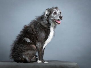 Black and white old dog sitting