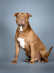 Brown pitbull sitting in a photo studio