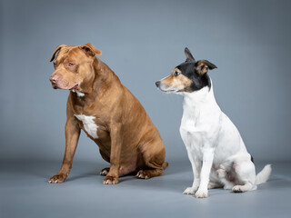 Jack russell terrier and pitbull sitting in a photography studio