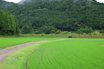 Fototapeta na wymiar Rural landscape in Japan