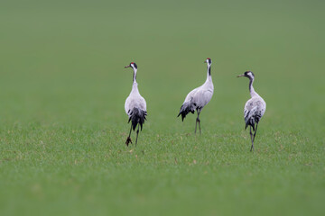 three cranes stands on a green field
