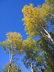 aspen trees durning the autumn season when the leaves change colour from green t bright vibrant orange and yellow as the season comes to an end on a beautiful sunny blue sky day.