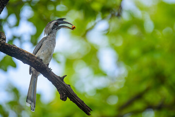grey hornbill  in tree with red berry in beak
