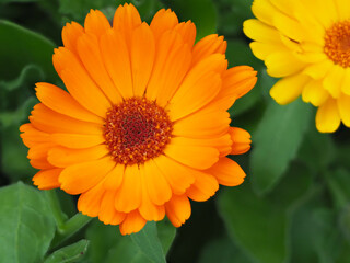 Calendula officinalis