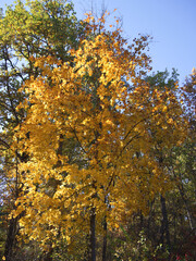 bright yellow maple tree on sunny autumn day