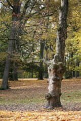 Tree standing outdoors