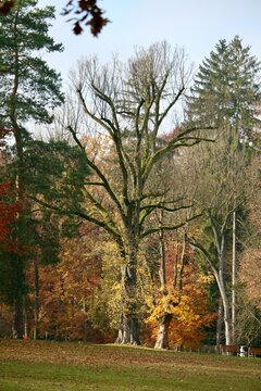 Tree standing outdoors
