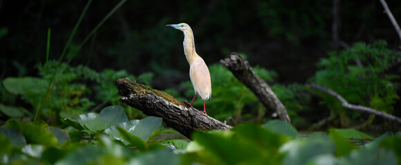 Rallenreiher // Squacco heron (Ardeola ralloides) - Skutarisee // Lake Skadar - Montenegro 
