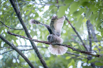 北海道の初夏、トラフズクのヒナ。
