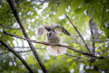 北海道の初夏、トラフズクのヒナ。
