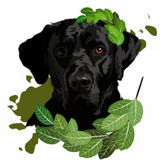 Vector illustration of a black labrador. Portrait of a dog with a laurel wreath
