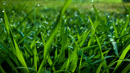 grass with dew drops
