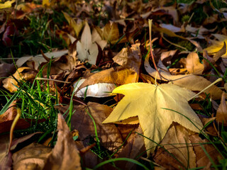autumn leaves in the grass