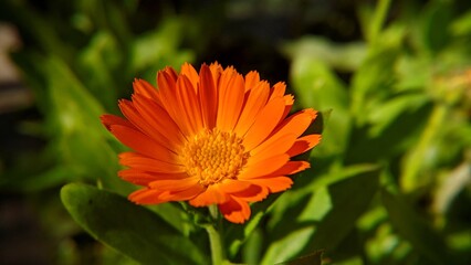 orange flower in the garden