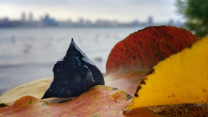 autumn leaves on the ground