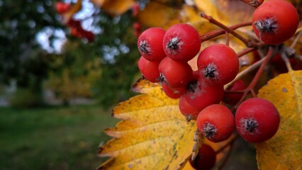 leaves and berries