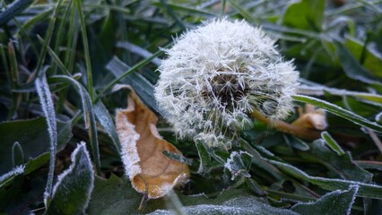 seeds in the wind