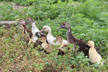 family of ducks