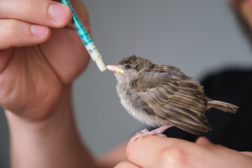 Person trying hand feeding House Sparrow chick, baby Passer domesticus, who has its beak closed.