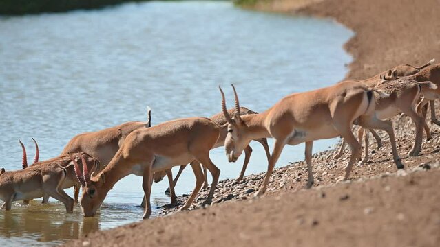 Wild saiga antelope or Saiga tatarica drinks in steppe. 4K