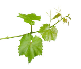 Grape leaves vine branch with tendrils, isolated on white background, clipping path. Green branch of grape vine.