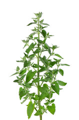 Lemon balm bush isolated on white background. Melissa plant. Fresh green leaf mint. Clipping path.