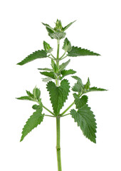 Lemon balm branch isolated on white background. Melissa plant. Fresh green leaf mint. Clipping path.