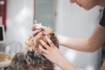Veterinarian applying an eye drop in the dog's eye.dry eye concept.