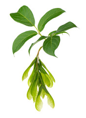 Ashleaf maple branch isolated on white background. Maple acer negundo leaves and seeds.