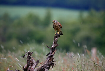 Male kestrel collecting food for its chicks at a feeding site