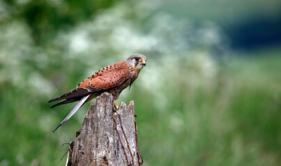 Male kestrel collecting food for its chicks at a feeding site