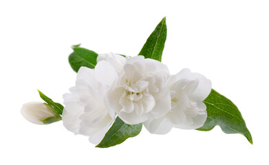 Obraz na płótnie Canvas Jasmine flower, isolated on white background. White terry jasmine flowers.