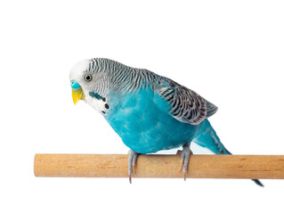 Blue budgie isolated on white background. Budgerigars bird or wavy parrot. - obrazy, fototapety, plakaty