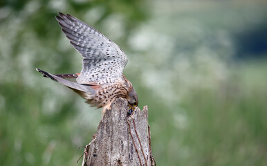 Male kestrel collecting food for its chicks at a feeding site