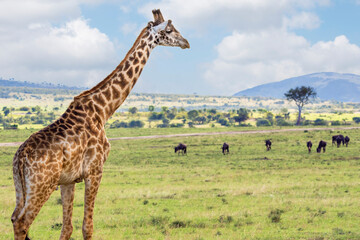 Naklejka na ściany i meble Masai giraffe (Giraffa Camelopardalis Tippelskirchii) in Maasai Mara National Reserve, Kenya