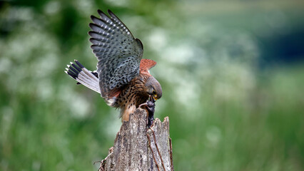 Male kestrel collecting food for its chicks at a feeding site