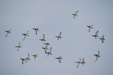 The mallard or wild duck (Anas platyrhynchos)