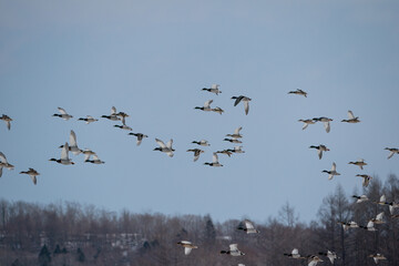 The mallard or wild duck (Anas platyrhynchos)