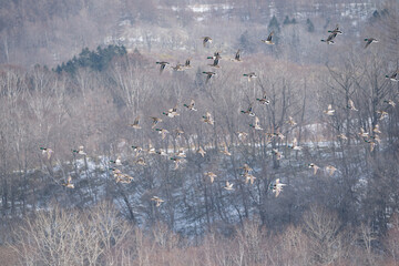 The mallard or wild duck (Anas platyrhynchos)