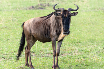 Single wildebeest in Masai Mara, Kenya - obrazy, fototapety, plakaty